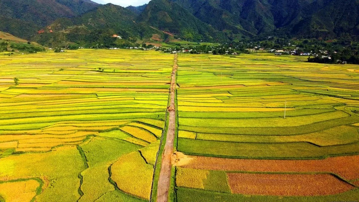 Sản xuất lúa gạo phát thải thấp - hướng đi nào cho Lai Châu?